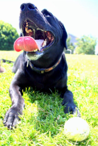 Keeping dogs cool, keep your dog cool in summer